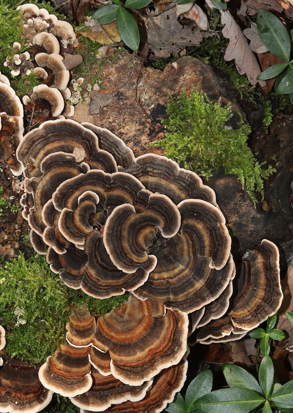 Turkey Tail Mushroom